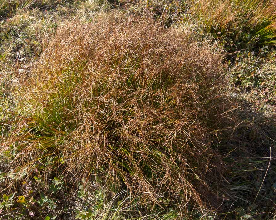 Cespi in crinale - Juncus trifidus